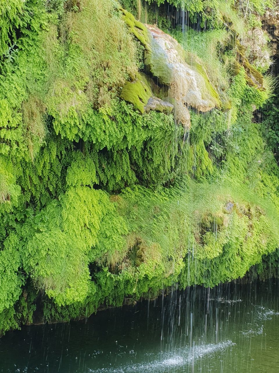 green color, plant, water, growth, nature, no people, beauty in nature, moss, tranquility, day, tree, river, tranquil scene, foliage, lush foliage, waterfront, scenics - nature, high angle view, outdoors, flowing water, flowing