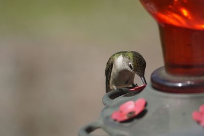 Close-up of hummingbird perching feeder