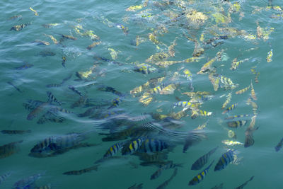 Fish swimming in sea