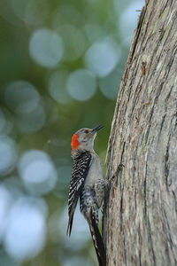 Close-up of bird perching on tree