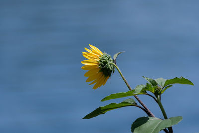 Close-up of insect on flower