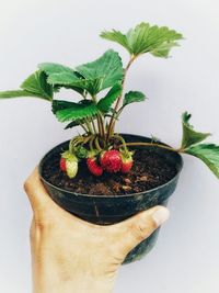 Close-up of hand holding strawberries