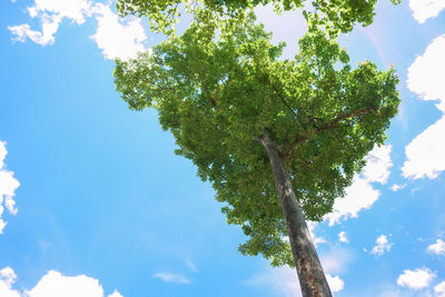 Low angle view of tree against sky