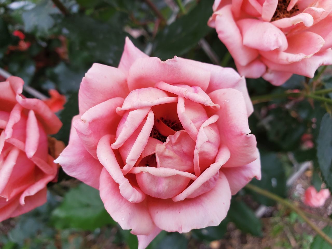 CLOSE-UP OF ROSE PINK ROSES