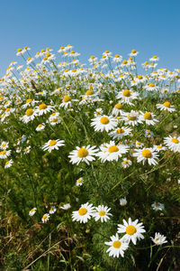 Close-up of daisy flowers on field