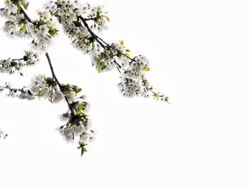 Close-up of flower tree against clear sky