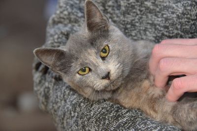 Close-up of hand holding cat