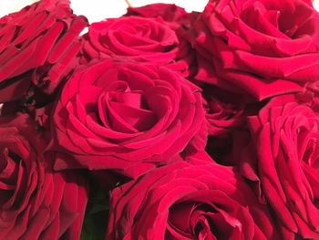 Full frame shot of red roses