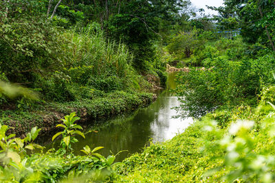 Scenic view of lake amidst trees in forest