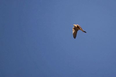 Low angle view of eagle flying against clear blue sky