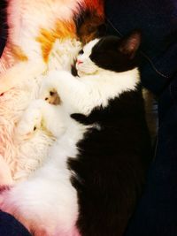 Close-up of cat sleeping