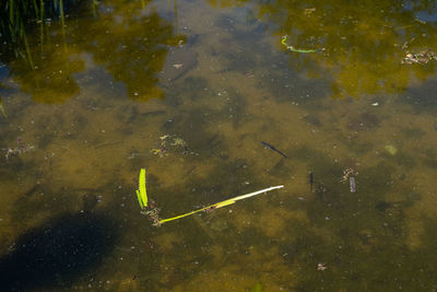 High angle view of turtle in lake