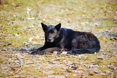 Portrait of black dog on field