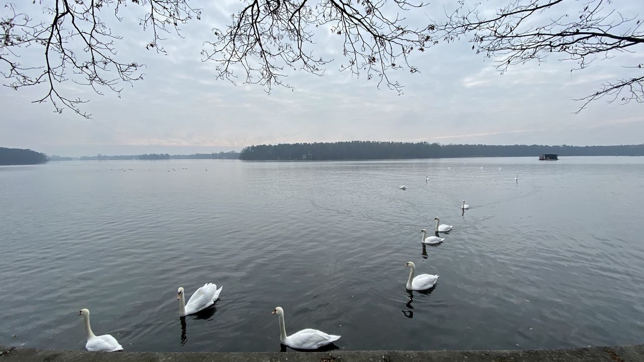 SEAGULLS ON LAKE