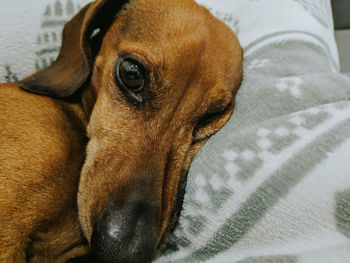 Close-up of dog looking away