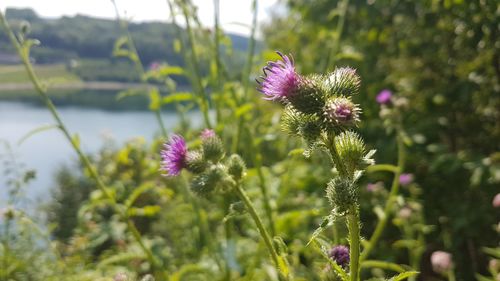 Close-up of purple flowering plant on field