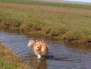 Dog in water