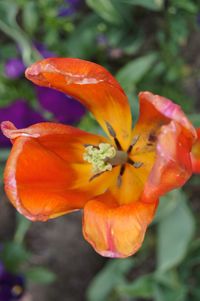 Close-up of orange flowers blooming outdoors