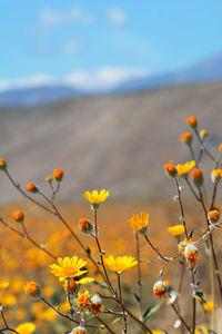 Close-up of yellow flowers blooming outdoors