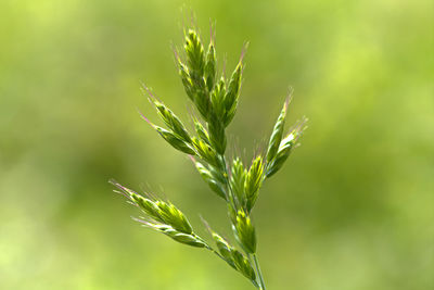 Close-up of crops growing on field