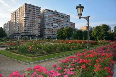 Flowers growing in garden against sky