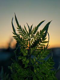 Close-up of plant against sky at sunset