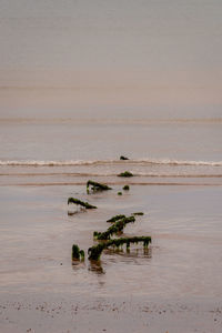 Scenic view of beach