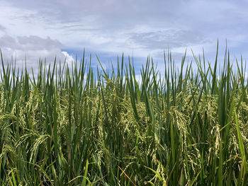 Crops growing on field against sky