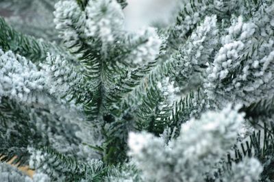 Close-up of pine tree during winter