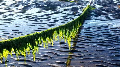 Moss on rope hanging over sand