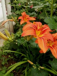 Close-up of day lily plant