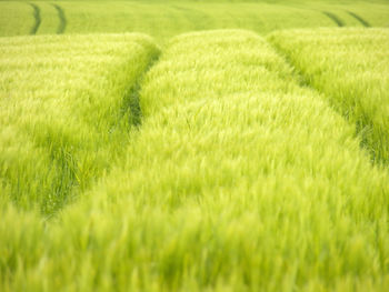 Lines in a green field with beautiful unique wheat in young stage