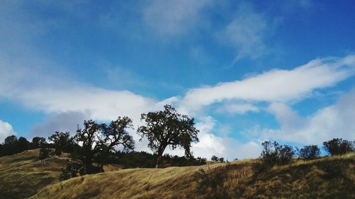 Low angle view of trees on field against sky