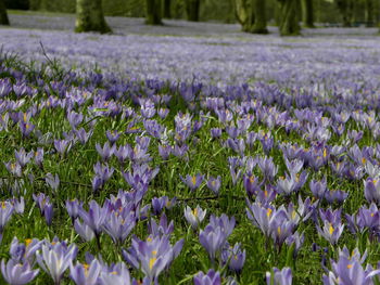 Close-up of purple crocus flowers on field