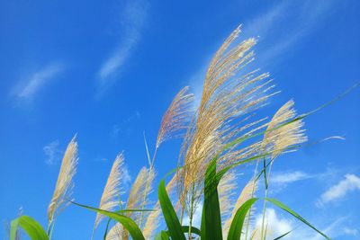 Low angle view of plant against clear blue sky