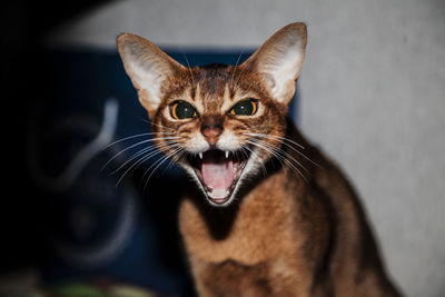 Close-up portrait of a cat