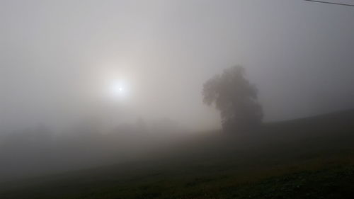 Trees on field against sky during foggy weather