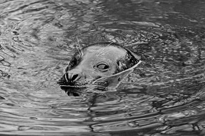 High angle view of animal swimming in lake