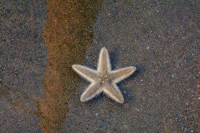 High angle view of starfish on beach