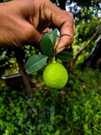 Midsection of man holding fruit on tree