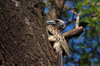 Close-up of bird perching on tree