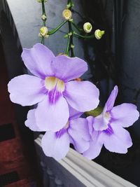 Close-up of purple flowers blooming outdoors