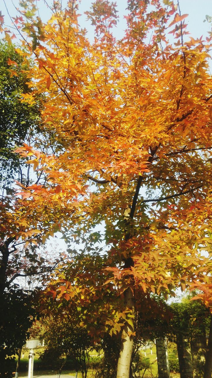 tree, autumn, low angle view, change, growth, branch, nature, beauty in nature, tranquility, season, yellow, tree trunk, sky, orange color, leaf, scenics, tranquil scene, day, outdoors, clear sky