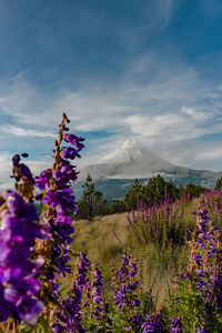 Close-up of purple flowering plants on field against sky