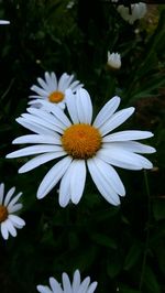 Close-up of a daisy flower