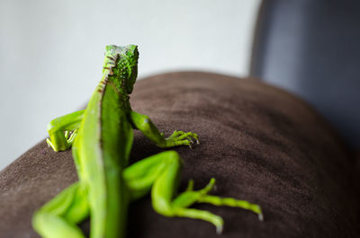 Close-up of vegetables