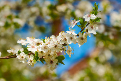 Close-up of cherry blossom tree