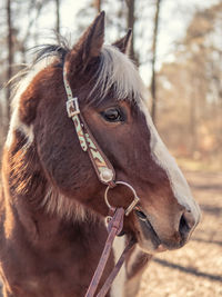 Close-up of a horse on field