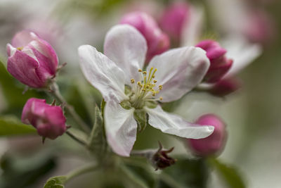 Close-up of pink flowering plant