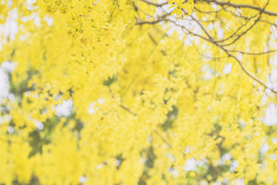 Close-up of yellow flowering plant